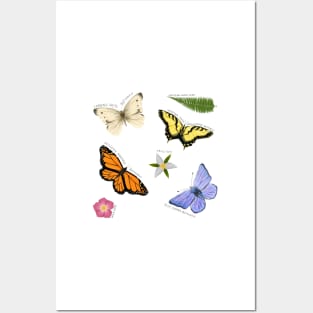 Butterflies and Blooms Posters and Art